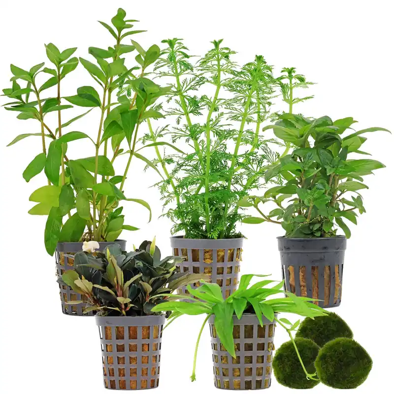 Aquarienpflanzen Set 60 Liter Grün einfach Nr. 01 5 Pflanzen & 3 Mooskugeln Heißes Angebot