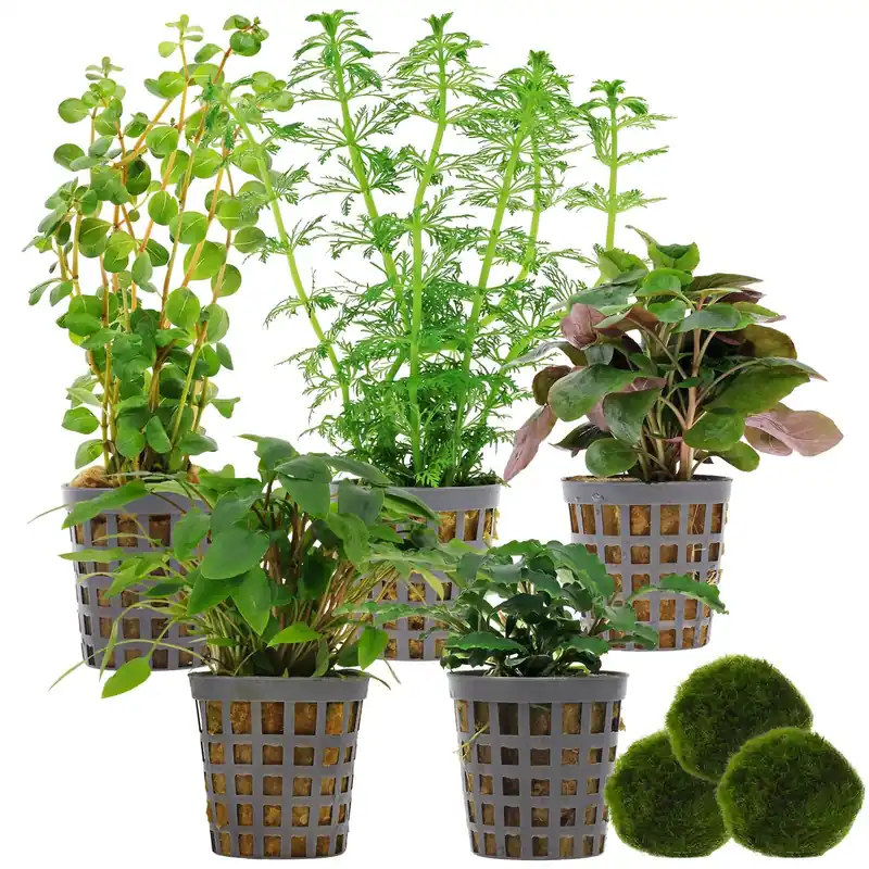 Meistverkauft Aquarienpflanzen Set 60 Liter Grün einfach Nr. 02 5 Pflanzen & 3 Mooskugeln