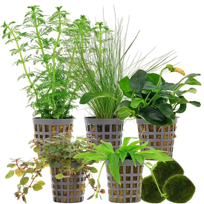 Aquarienpflanzen Set 60 Liter Farbig einfach Nr. 02 5 Pflanzen & 3 Mooskugeln Geprüft
