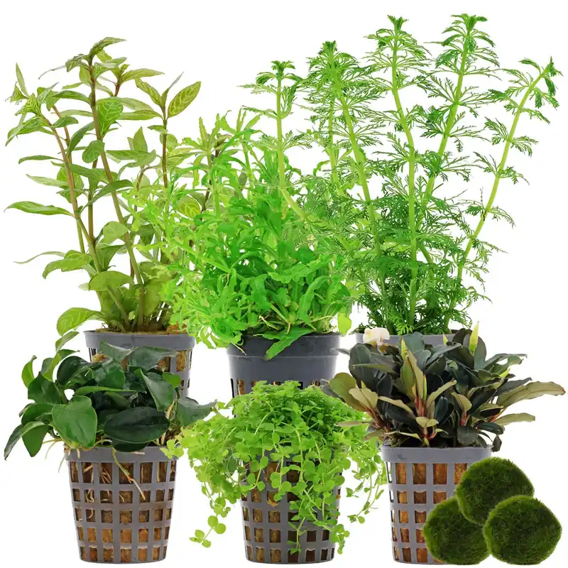 Neue Kollektion Aquarienpflanzen Set 60 Liter Grün mittel Nr. 02 6 Pflanzen & 3 Mooskugeln