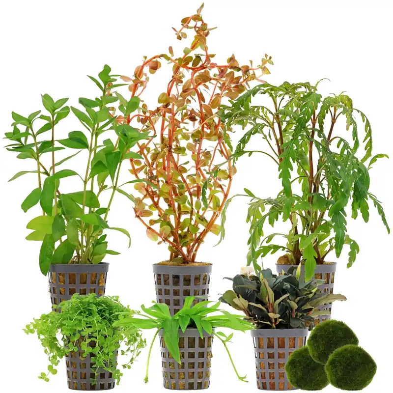 Bestseller Aquarienpflanzen Set 60 Liter Farbig mittel Nr. 01 6 Pflanzen & 3 Mooskugeln