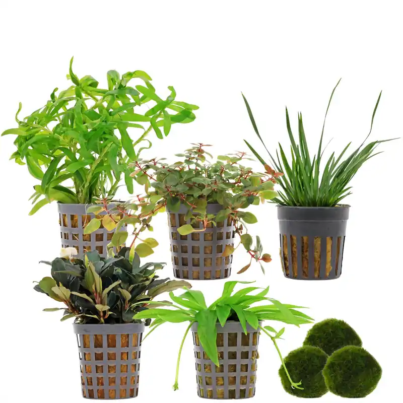 Aquarienpflanzen Set 60 Liter Farbig einfach Nr. 05 5 Pflanzen & 3 Mooskugeln Neue Kollektion