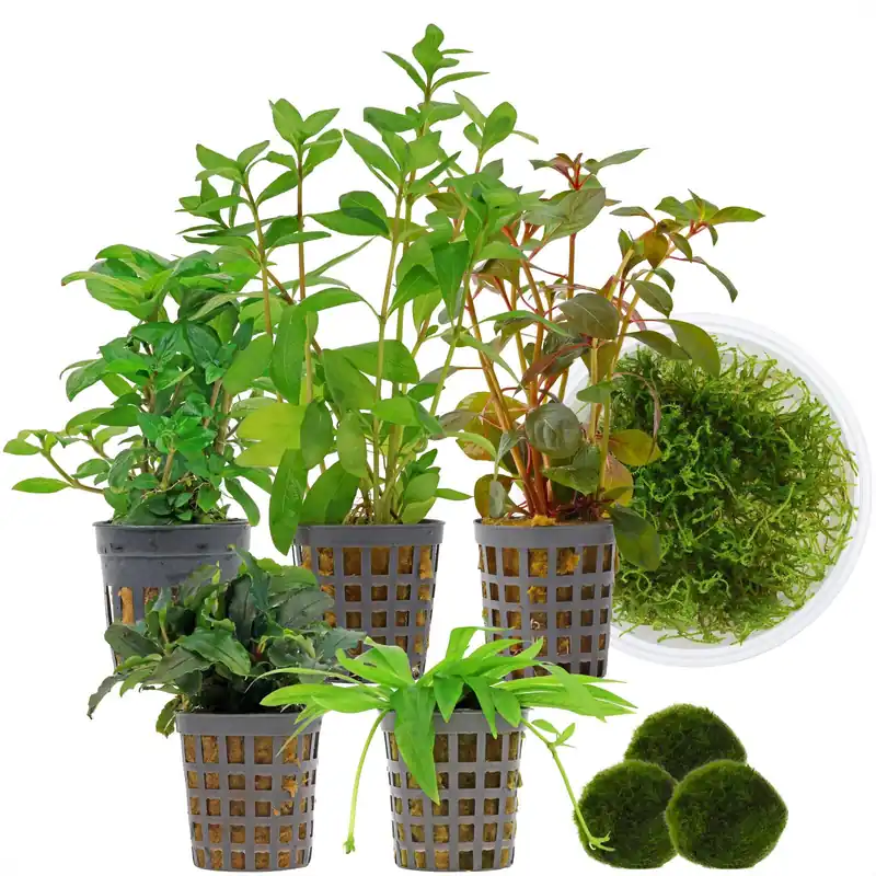 Sichere Zahlung Aquarienpflanzen Set 60 Liter Garnelen Farbig einfach Nr. 02 6 Pflanzen & 3 Mooskugeln
