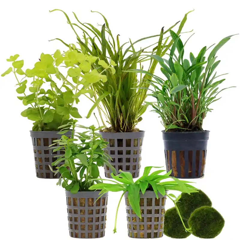 Meistverkauft Aquarienpflanzen Set 30 Liter Grün einfach Nr. 04 5 Pflanzen & 3 Mooskugeln