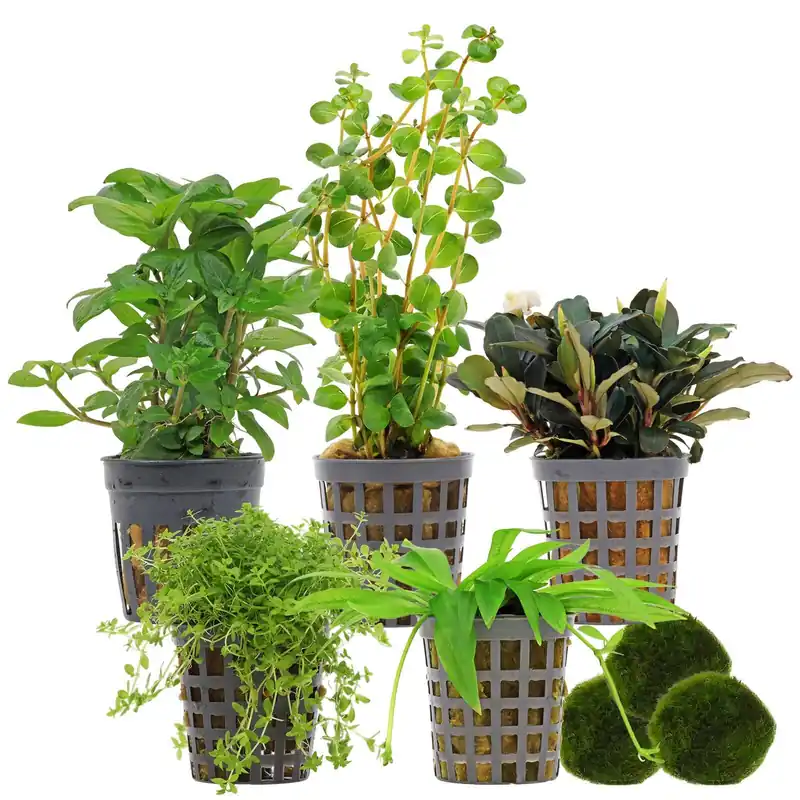 Begrenztes Angebot Aquarienpflanzen Set 30 Liter Grün einfach Nr. 05 5 Pflanzen & 3 Mooskugeln