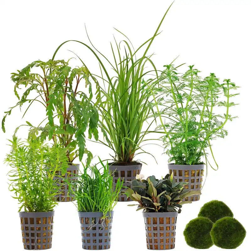Direktkauf Aquarienpflanzen Set 120 Liter Grün mittel Nr. 01 6 Pflanzen & 3 Mooskugeln