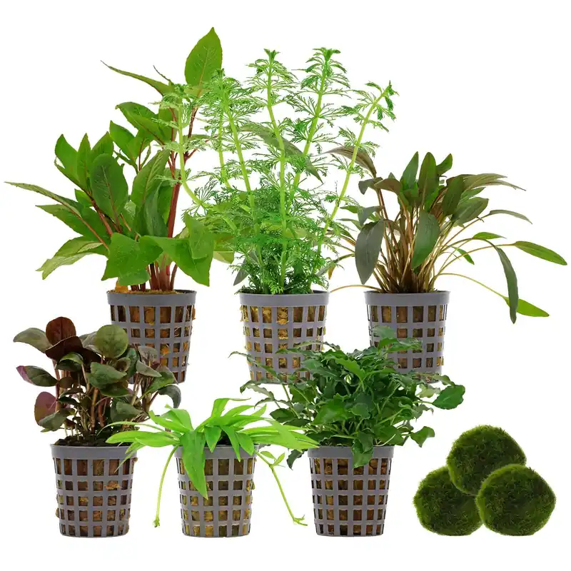 Mega-Angebot Aquarienpflanzen Set 120 Liter Grün einfach Nr. 04 6 Pflanzen & 3 Mooskugeln