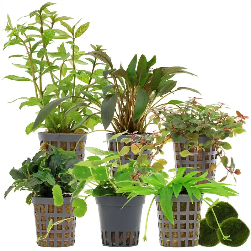 Begrenztes Angebot Aquarienpflanzen Set 120 Liter Farbig einfach Nr. 02 6 Pflanzen & 3 Mooskugeln