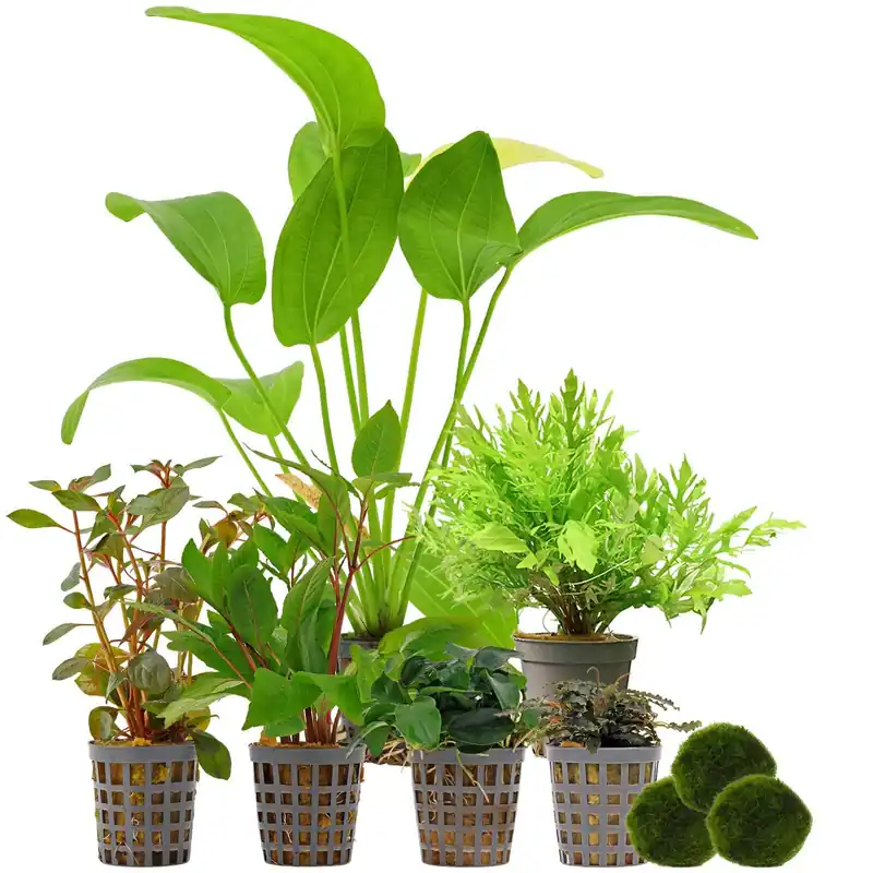 Nur Für Kurze Zeit Aquarienpflanzen Set 120 Liter Farbig einfach Nr. 03 6 Pflanzen & 3 Mooskugeln