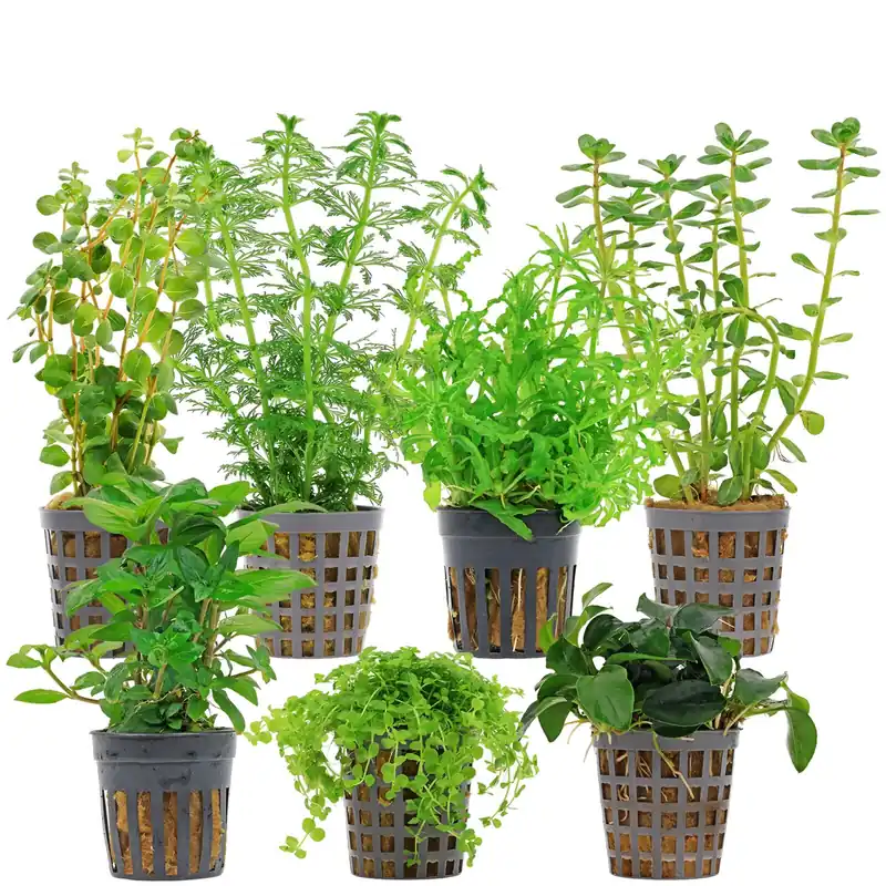 Angebot Aquarienpflanzen Set 60 Liter Grün mittel Nr. 09 7 Pflanzen