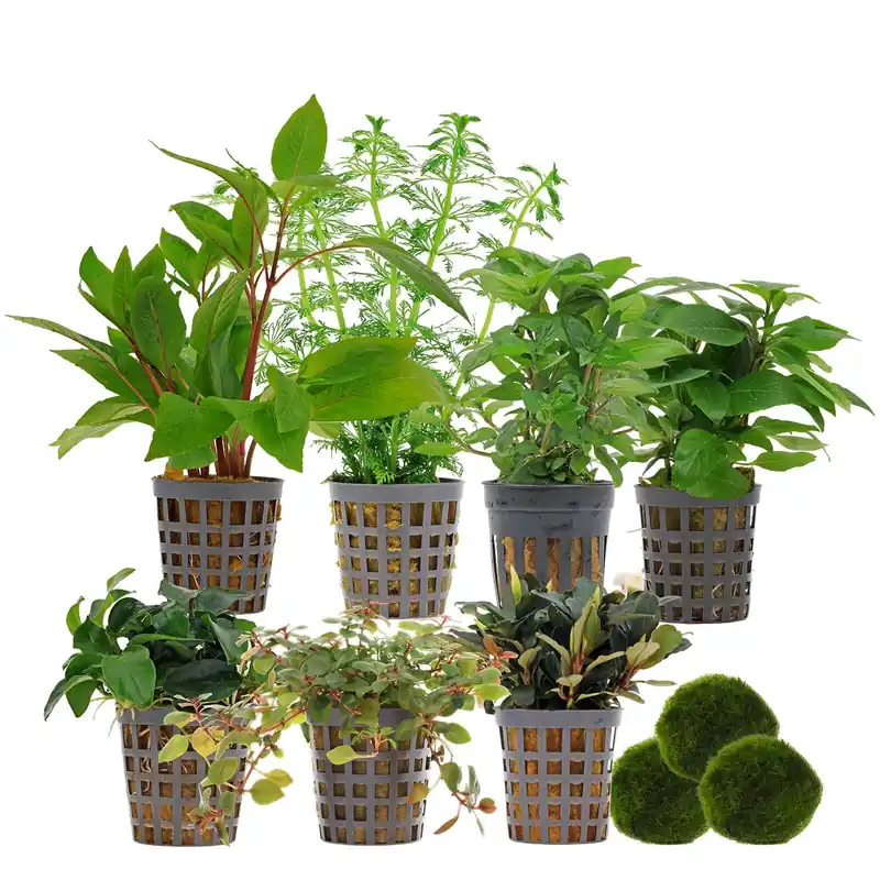 Top-Angebot Aquarienpflanzen Set 250 Liter Farbig einfach Nr. 02 7 Pflanzen & 3 Mooskugeln