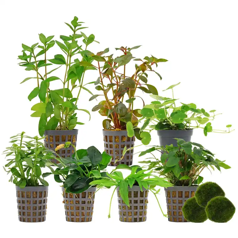 Bestseller Aquarienpflanzen Set 250 Liter Farbig einfach Nr. 03 7 Pflanzen & 3 Mooskugeln