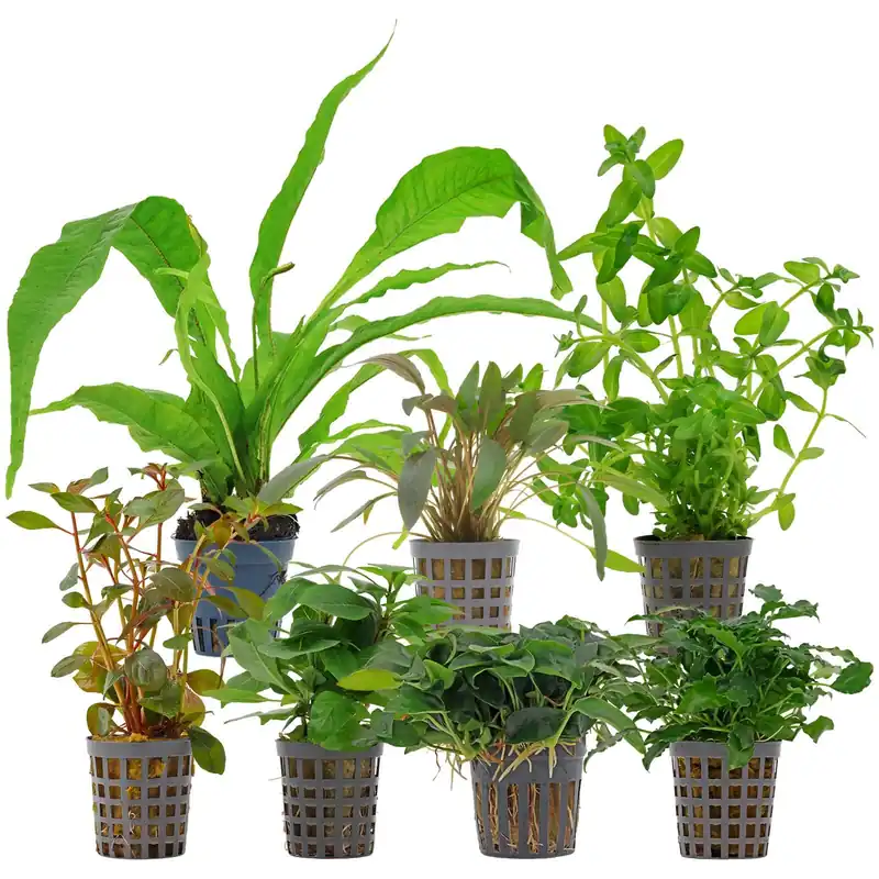Geprüft Aquarienpflanzen Set 120 Liter Farbig einfach Nr. 09 7 Pflanzen
