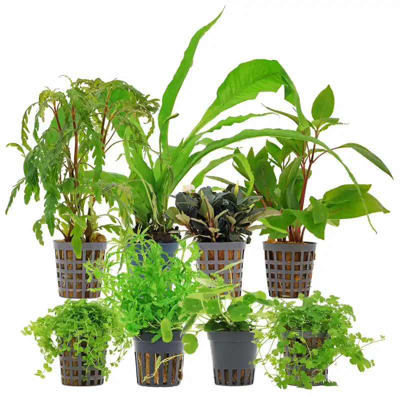 Angebot Aquarienpflanzen Set 250 Liter Grün mittel Nr. 02 8 Pflanzen