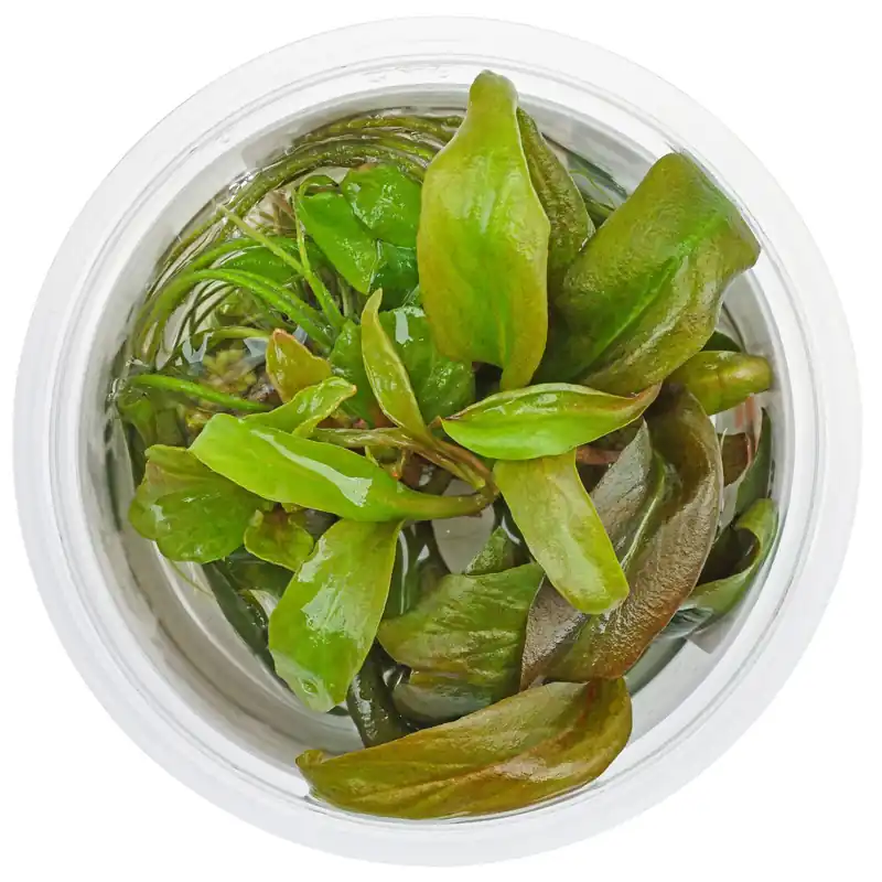 Lysimachia parvifolia Schwierigkeit Markenware