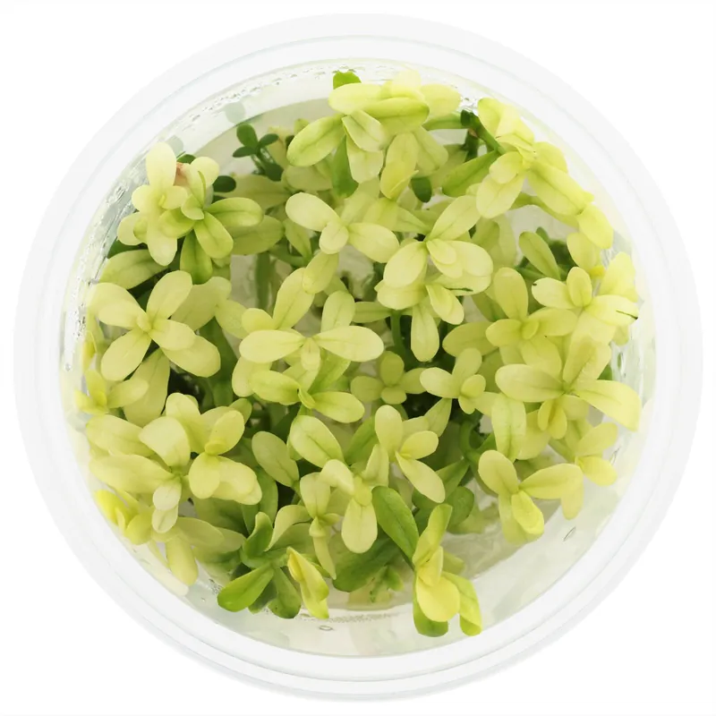 Neuheit Bacopa monnieri 'Compact White' Schwierigkeit
