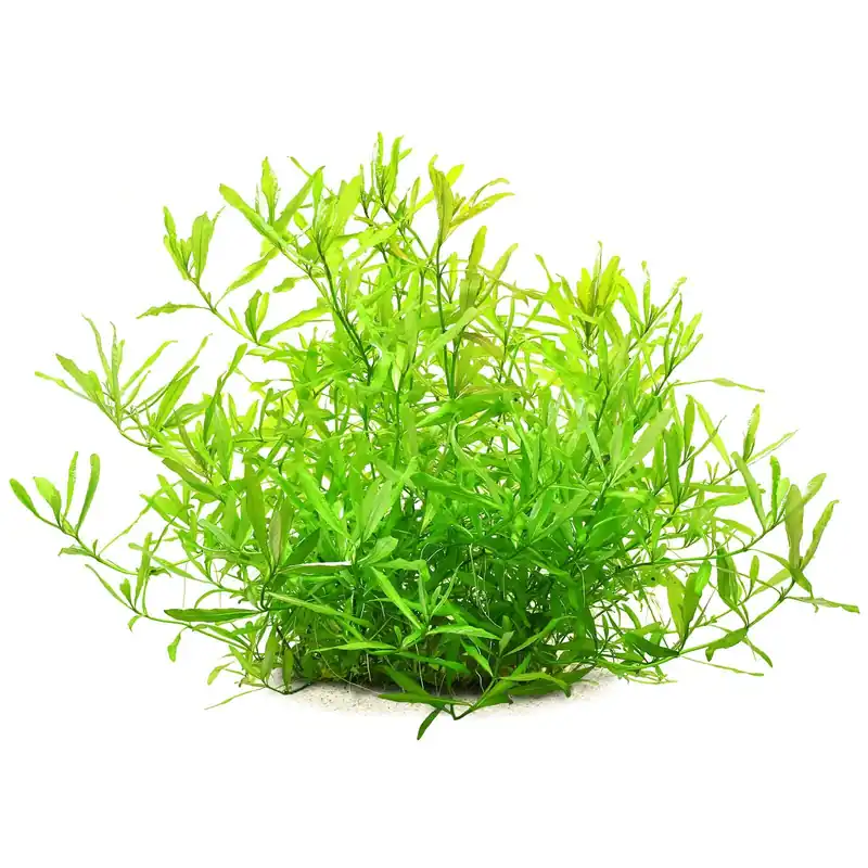 Highlight Hygrophila polysperma 'White' Schwierigkeit