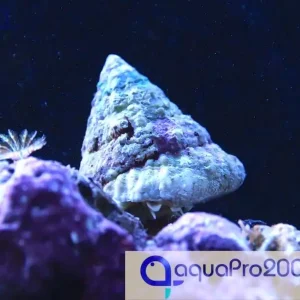 Angebot Tectus fenestratus - Turboschnecke
