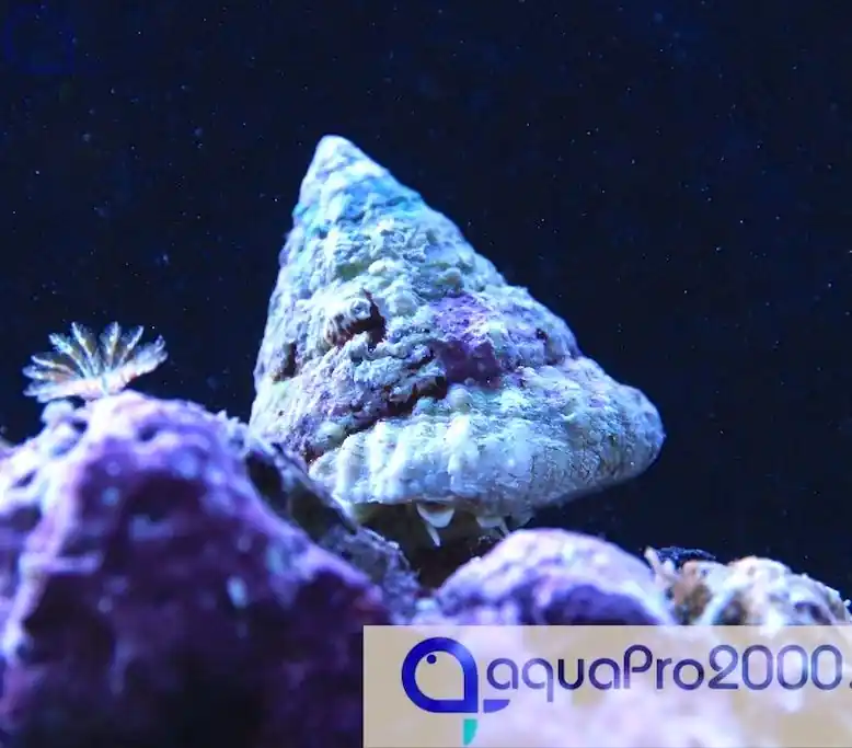 Angebot Tectus fenestratus - Turboschnecke