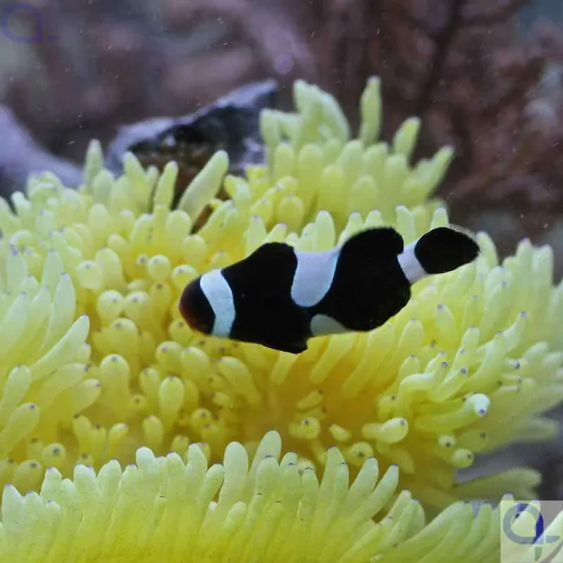 Abverkauf Amphiprion ocellaris black - Schwarzer Clownfisch - NZ