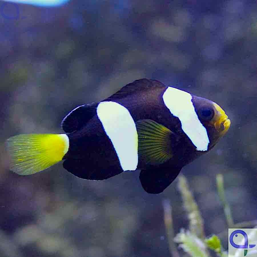 Amphiprion clarckii - Clarks-Anemonenfisch - NZ Garantierte Lieferung