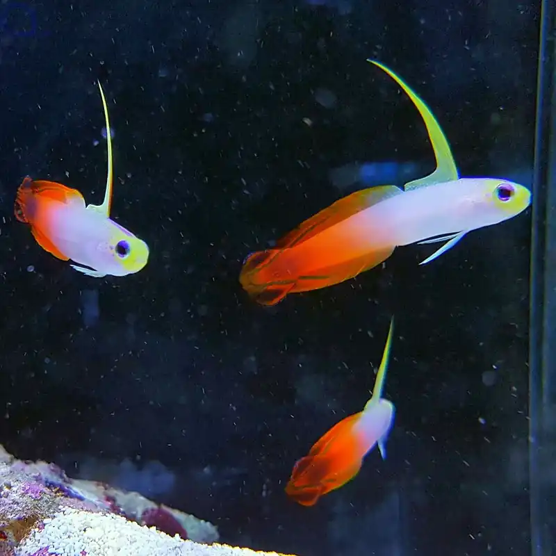 Nemateleotris magnifica - Feuerschwertgrundel Preisknaller