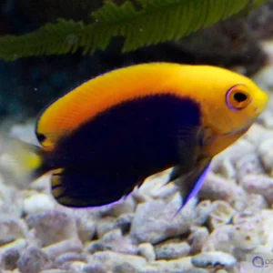 Ausverkauf Centropyge acanthops - Orangerücken Zwergkaiser