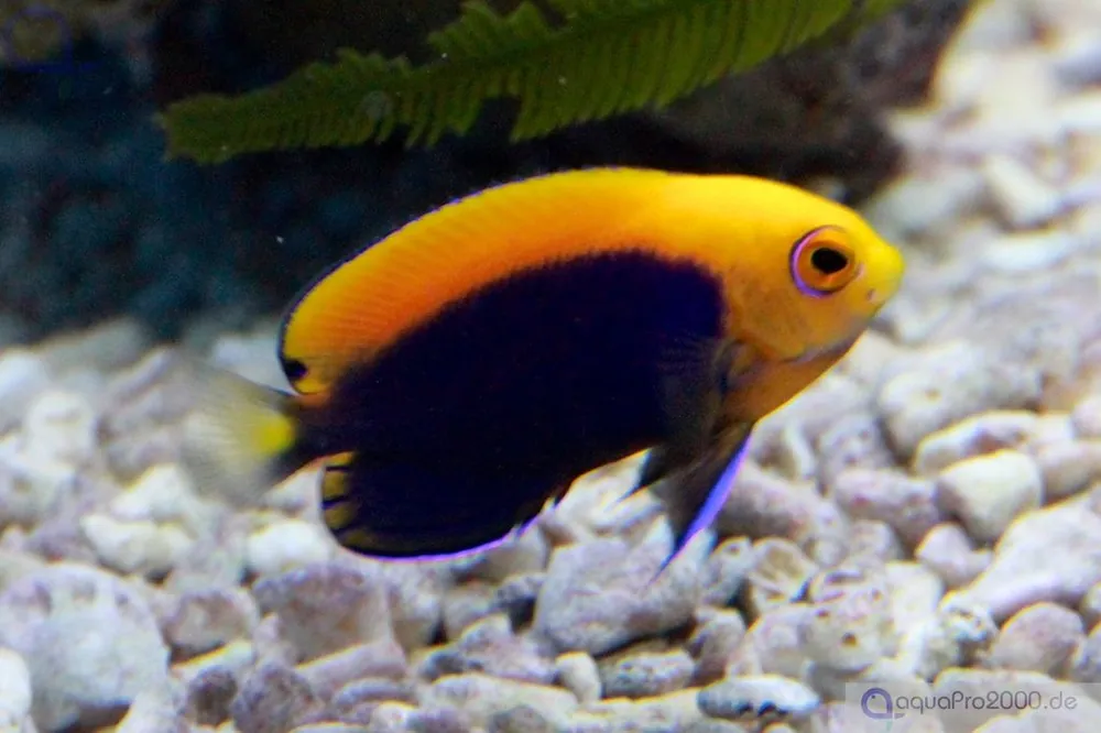 Ausverkauf Centropyge acanthops - Orangerücken Zwergkaiser