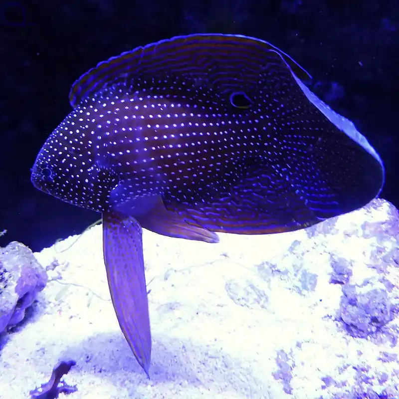 Aktuell Calloplesiops argus - Phantom Mirakelbarsch