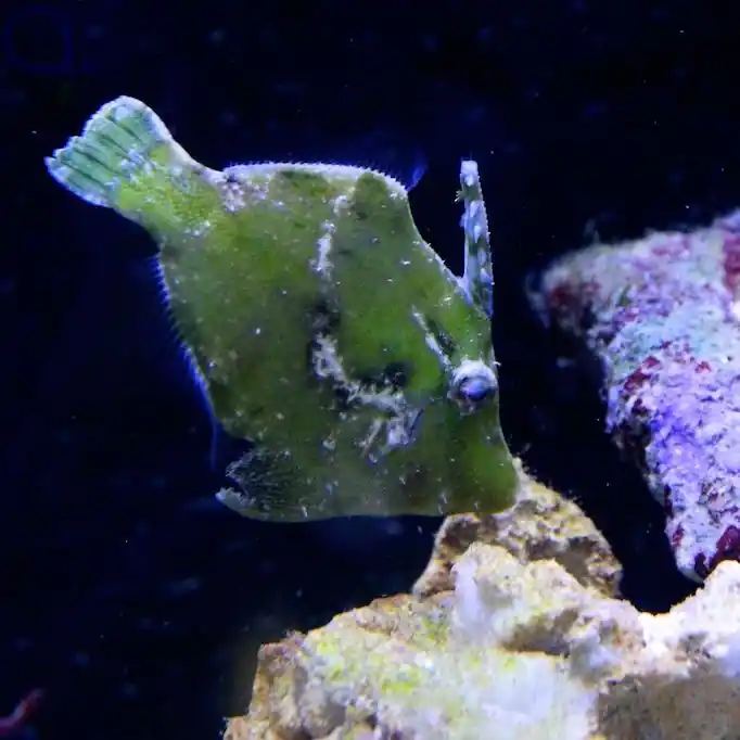 Acreichthys tomentosus - Seegras- oder Tangfeilenfisch S Nur Für Kurze Zeit
