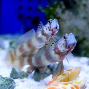 Amblyeleotris diagonalis - Diagonal-Wächtergrundel Sofort Bestellen