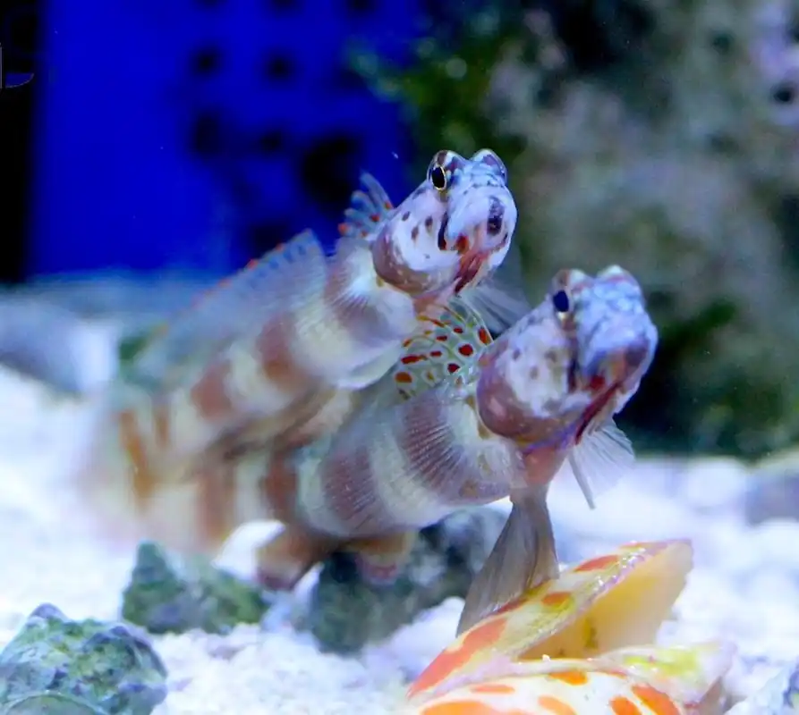 Amblyeleotris diagonalis - Diagonal-Wächtergrundel Sofort Bestellen
