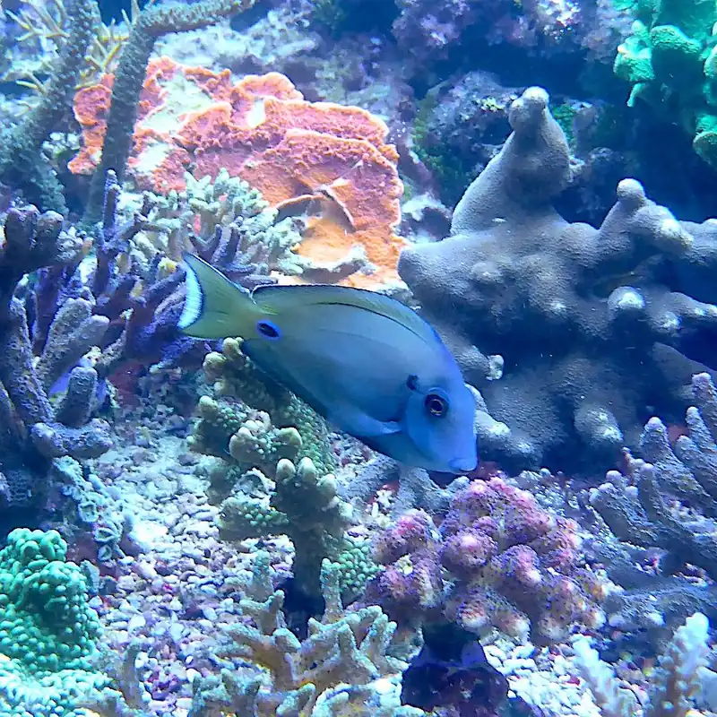 Acanthurus tennentii - Kreisdorn-Doktor Saisonangebot
