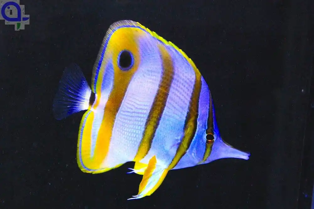 Chelmon rostratus - Orangebinden-Pinzettfisch Sonderaktion