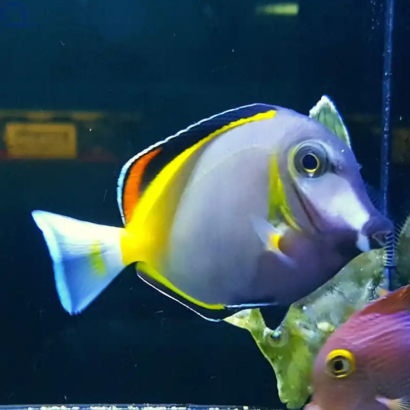 Acanthurus japonicus - Philippinen Doktorfisch Nur Für Kurze Zeit