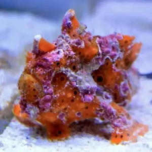 Antennarius maculatus - Warzen-Anglerfisch Rot Rabatt