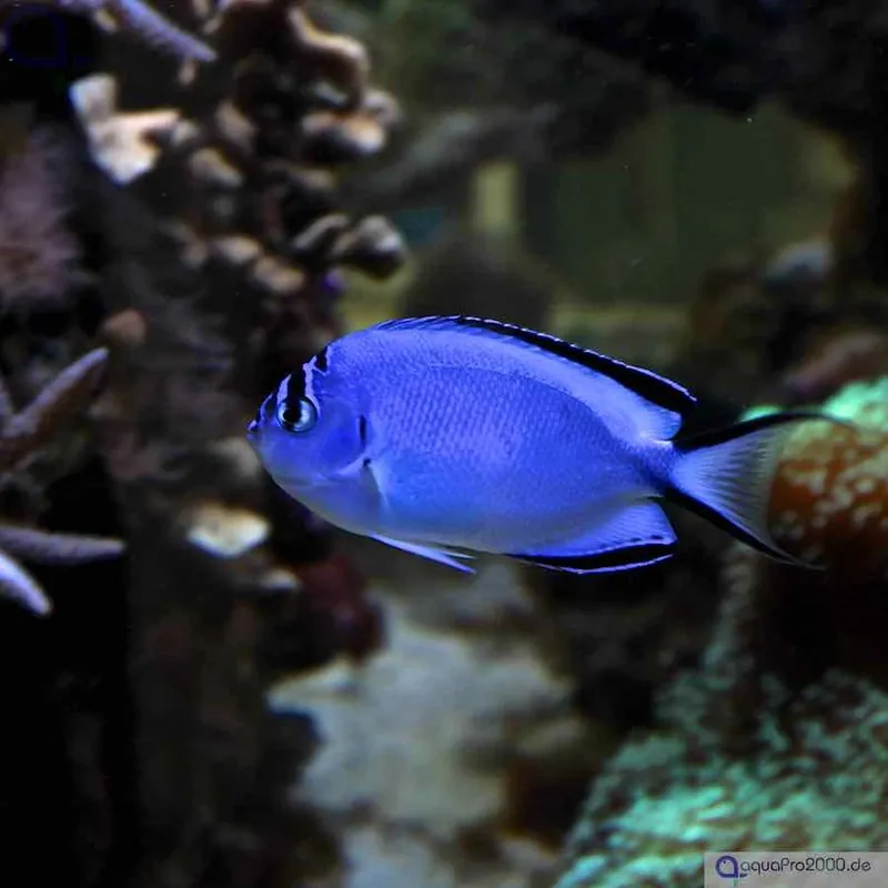 Sofort Bestellen Genicanthus watanabei - Gelbstreifen- Lyrakaiserfisch