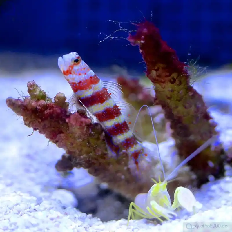 Geprüft Alpheus ochrostriatus - Gelber Partner-Krebs