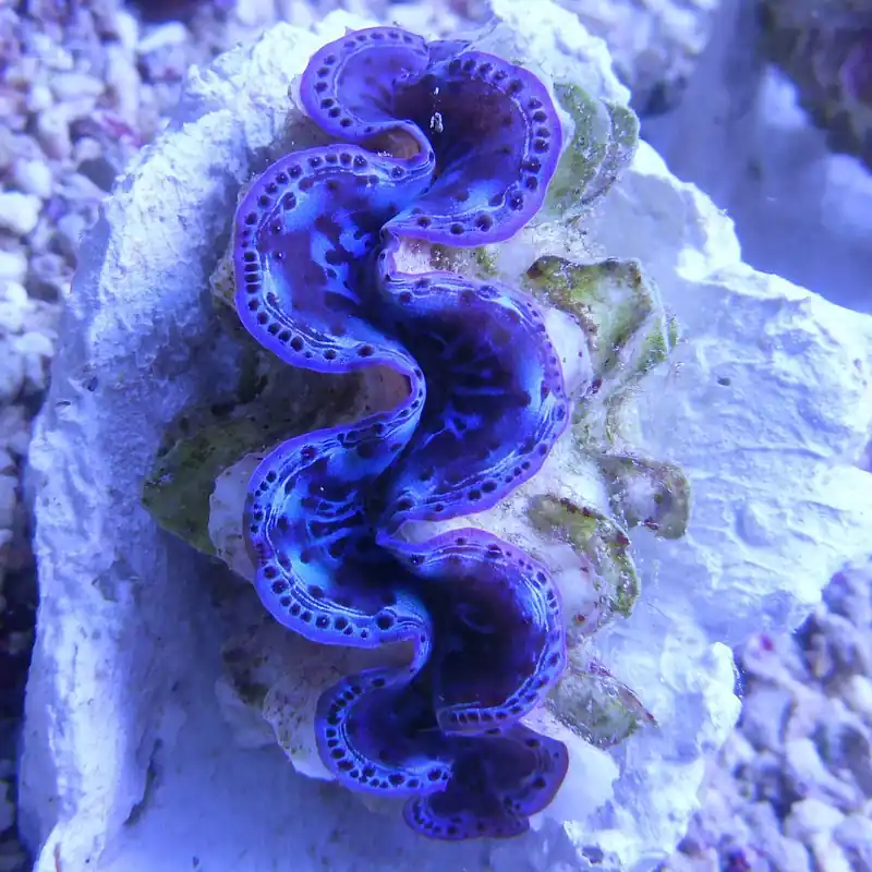 Zertifiziert Tridacna maxima Blau ca.5 cm