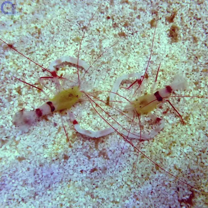 Abverkauf Stenopus zanzibaricus - Zanzibar-Scherengarnele