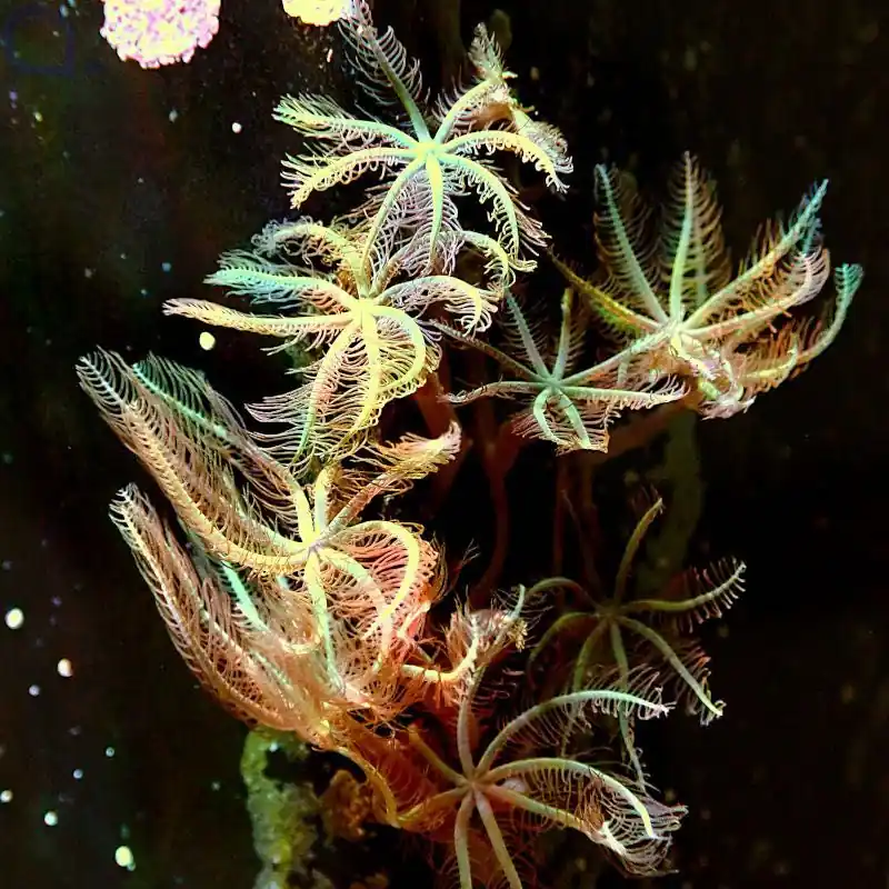 Anthelia glauca - Straußenkoralle - Ableger Sichere Zahlung