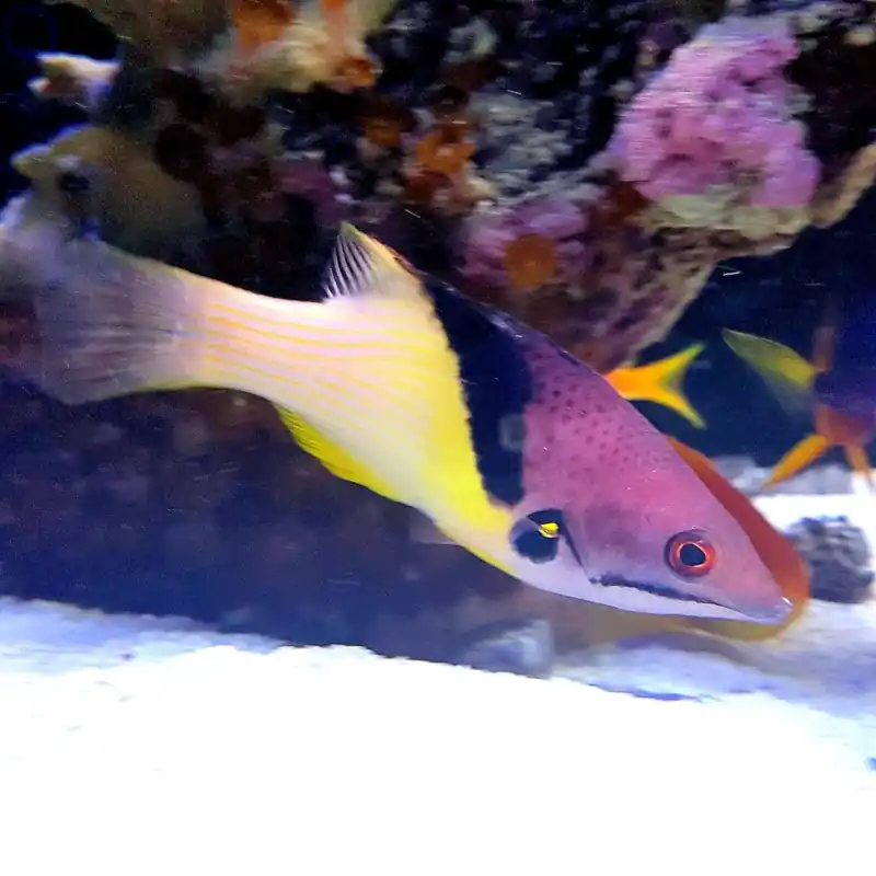Bodianus axillaris - Achselfleck-Schweinslippfisch Abverkauf