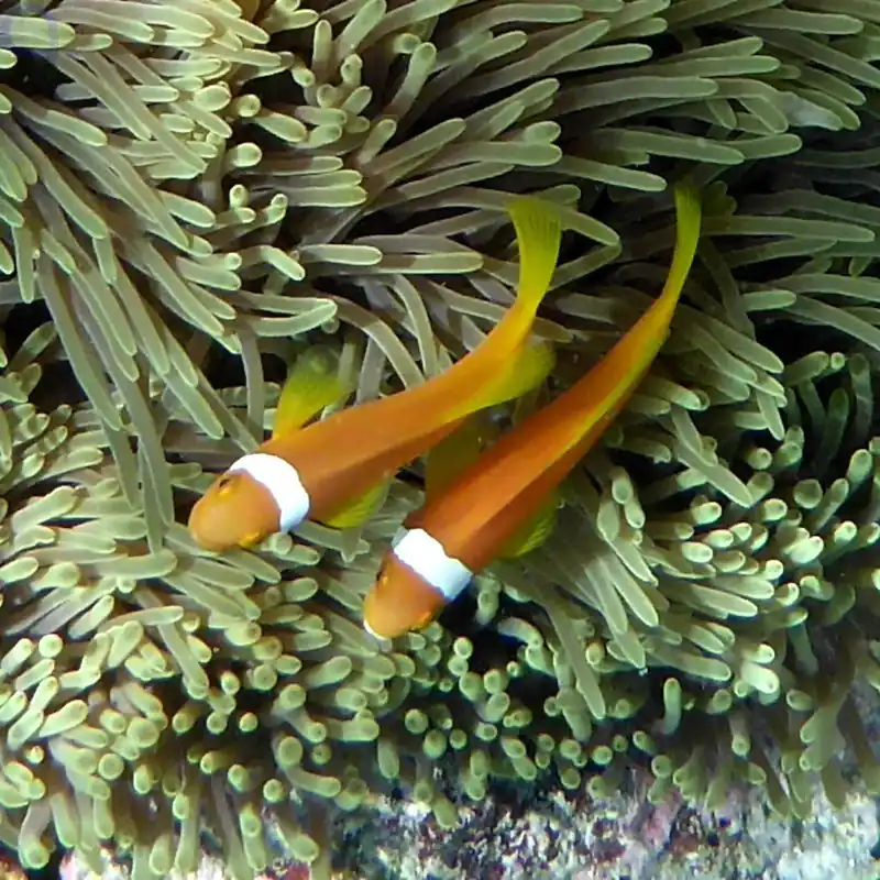 Amphiprion nigripes - Malediven Anemonenfisch Solange Der Vorrat Reicht