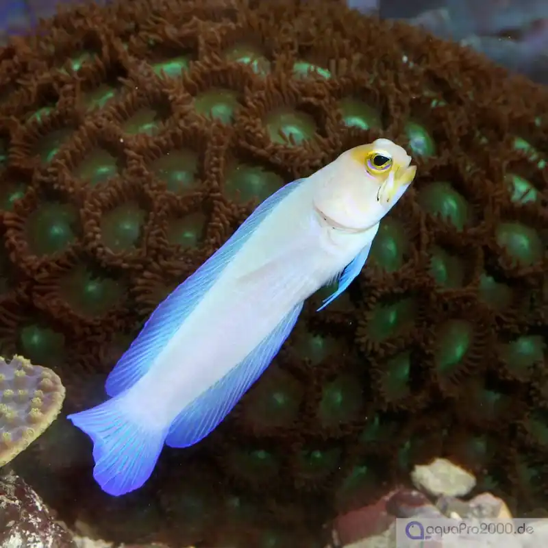 Meistverkauft Opistognathus aurifrons - Goldstirn-Kieferfisch - Brunnenbauer