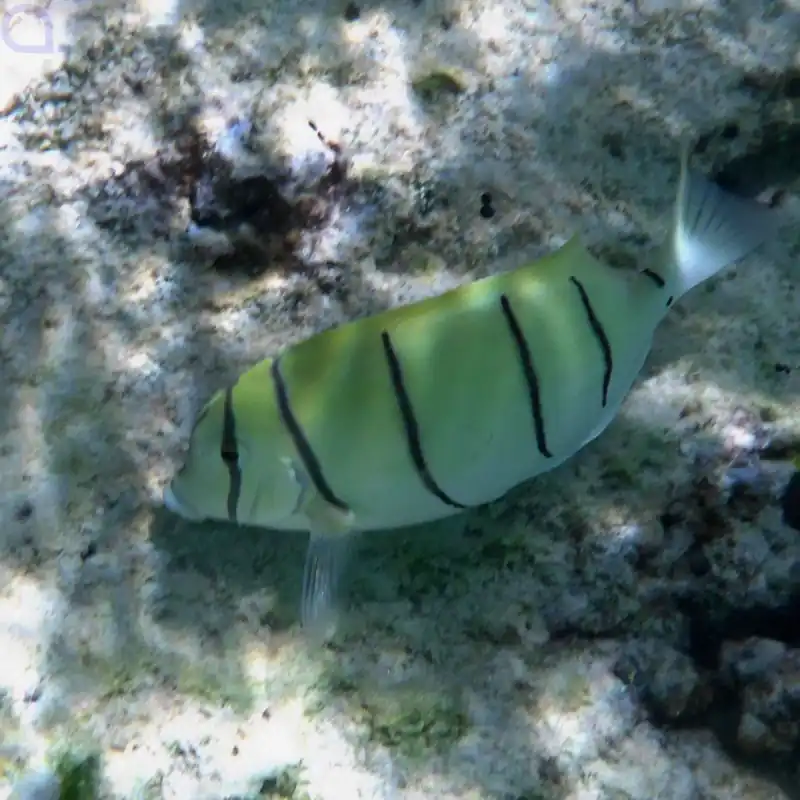 Acanthurus triostegus - Gitter Doktorfisch Zertifiziert