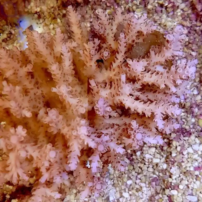 Acropora selago - Ableger bis XL Solange Der Vorrat Reicht