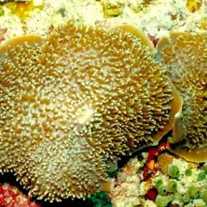 Amplexidiscus fenestrafer - Großes Elefantenohr Angebot