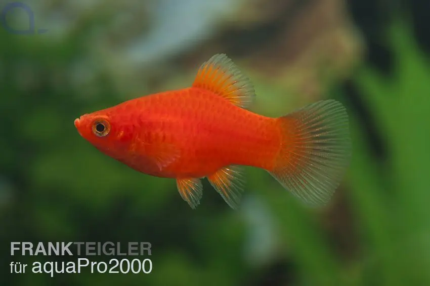 Korallenplaty Rot - Xiphophorus maculatus Neuheit