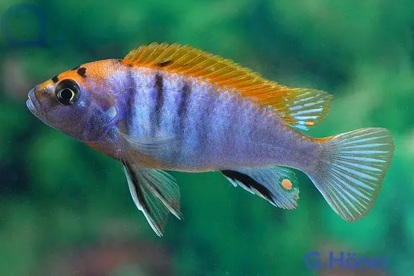 Labidochromis hongi Super Red Top Neue Kollektion
