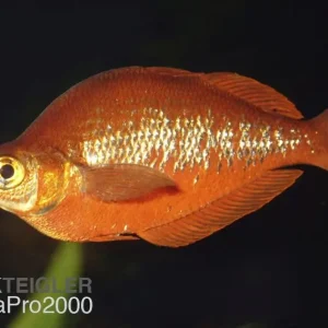 Ausverkauf Lachsroter Regenbogenfisch - Glossolepis incisus